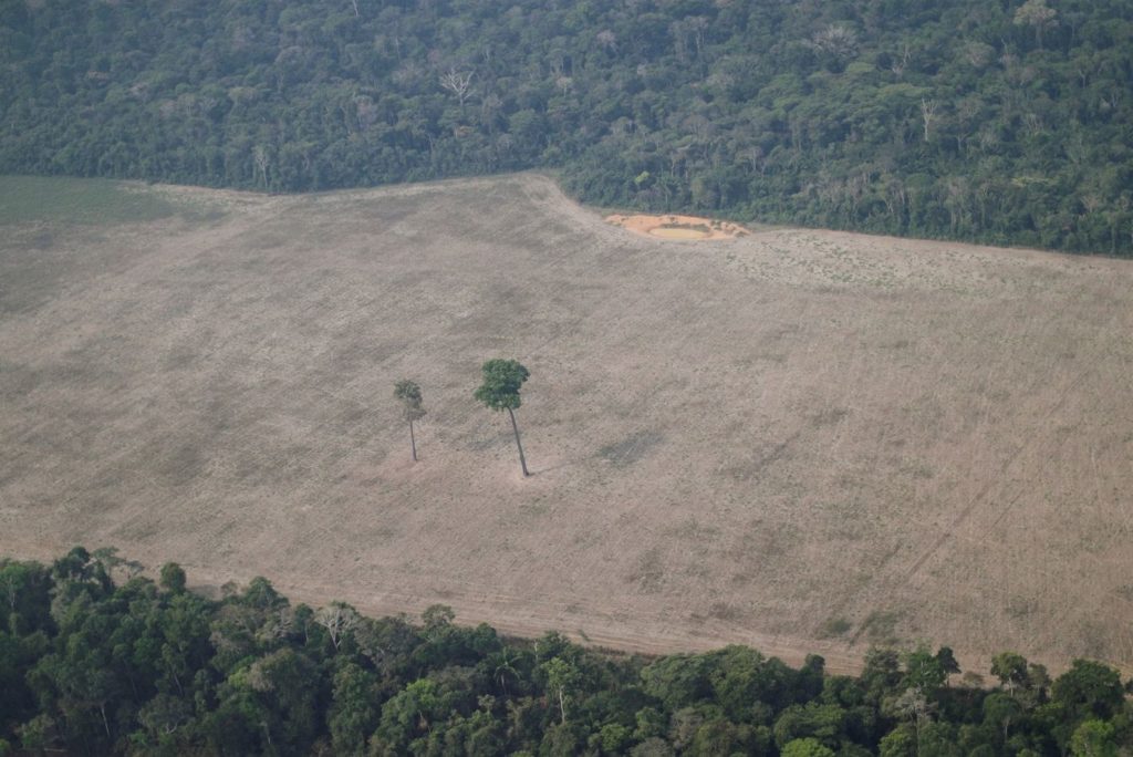 deforestation, rain forest