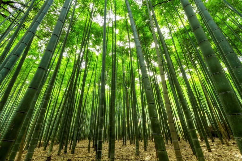 bamboo, trees, green
