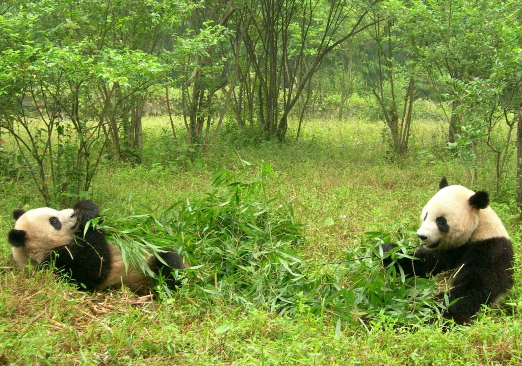 pandas, two pandas, china